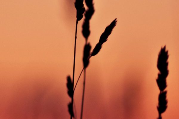 “Allâh-u Teâlâ’nın Zatı, Sıfatları Ve Fiilleri Yaratılmışlarınkine Benzemez” Sözünün Açıklaması