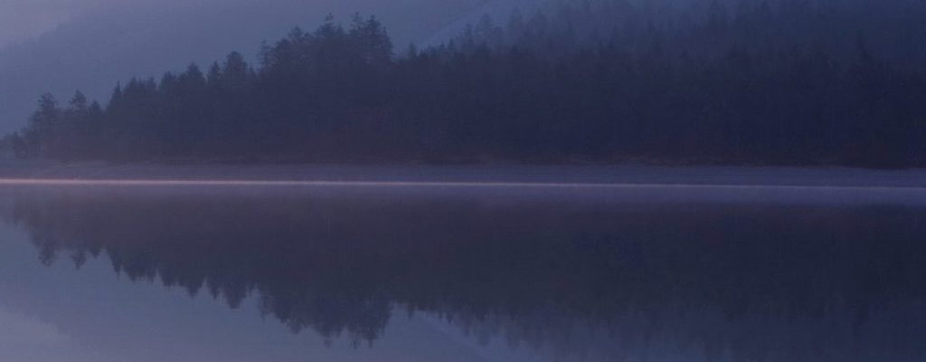 5k_3200x2000_4k_wallpaper_forest-940x2000