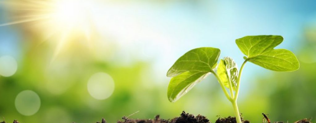 Revitalising-the-Ecological-Ethics-of-Islam-by-Way-of-Islamic-Education--768x335