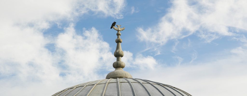 bird-2418479_1920