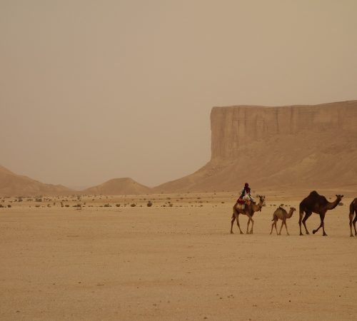 camel-train-3408458_1920
