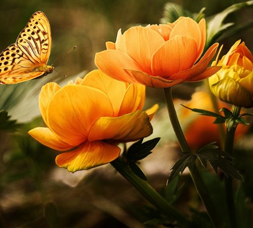 flowers-19830_1920