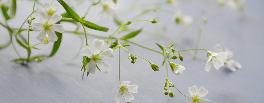 flowers-3655451_1920