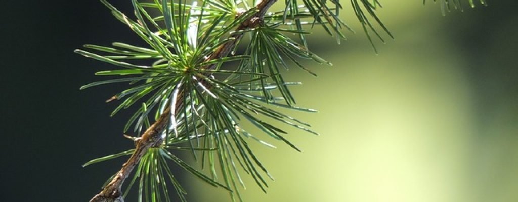 larch-56567_640
