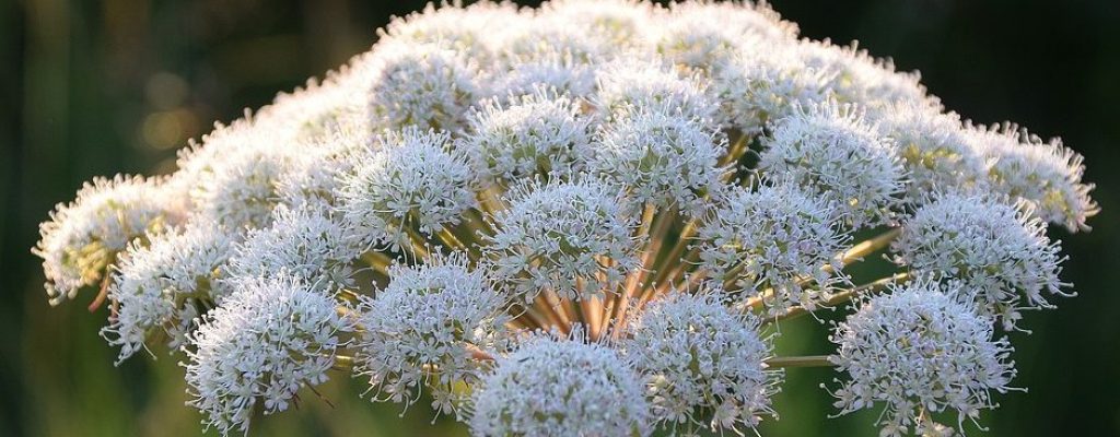 plant-2750822_1280-940x853