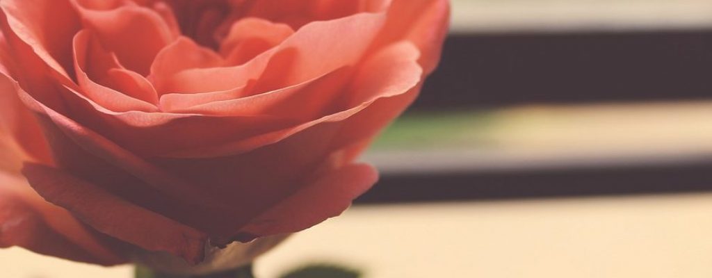 rose-1209928_1280-940x853