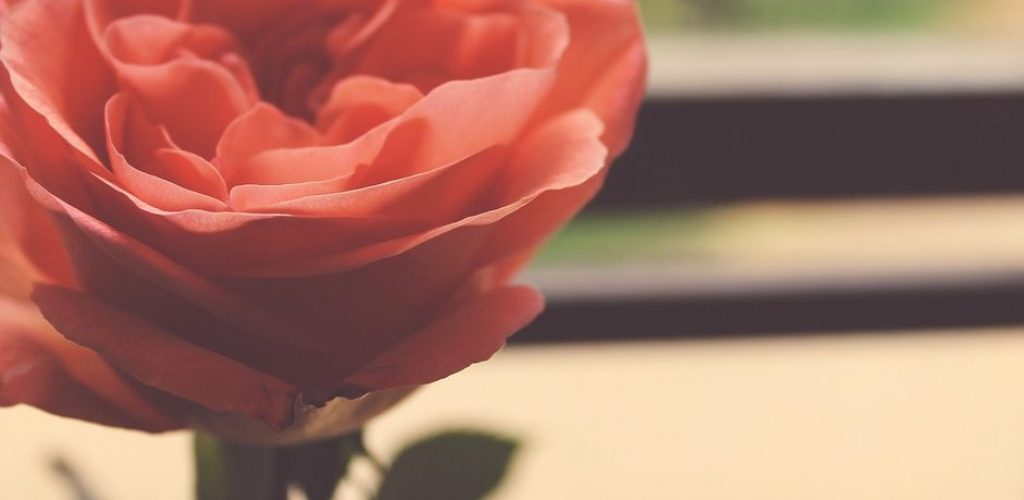 rose-1209928_1280-940x853