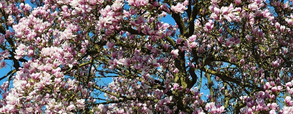 spring-211635_640