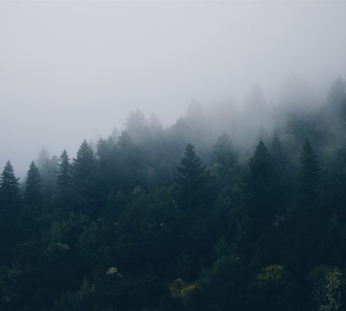 trees-1209660_1920